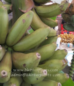 Musa " Kluai Golden Honey " - Image 2