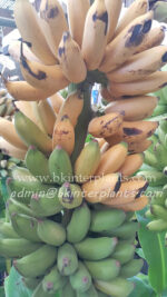 Musa " Kluai Tam Nuan " - Image 2