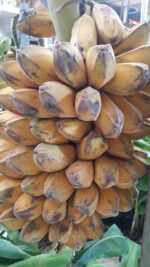 Musa " KLUAI Hin " Or Saba Banana