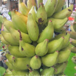 Musa " Kluai Nom Sao "