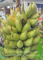 Musa " Kluai Nom Sao "