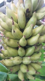 Musa " Kluai Nom Sao " - Image 2