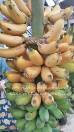 Musa " Kluai Tam Nuan " - Image 3