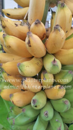 Musa " Kluai Tam Nuan "