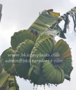 Musa Banana " Thepanom Variegated " - Image 5