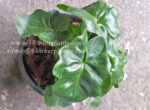 Philodendron Super Nova - Image 5
