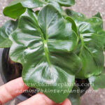Philodendron Super Nova
