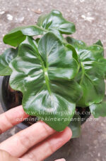 Philodendron Super Nova