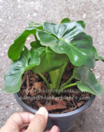 Philodendron Super Nova - Image 2