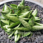 Sansevieria " Super Drafted Bocel "