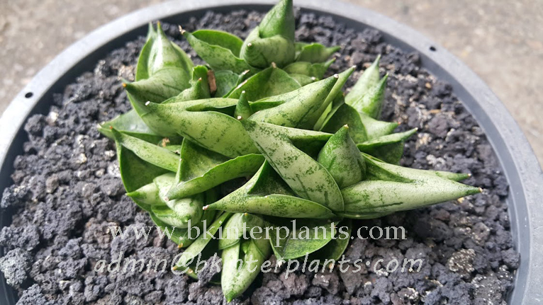 20160629_124018_copy.jpg Sansevieria " Super Drafted Bocel " - Image 1