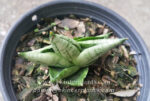 Sansevieria " Super Drafted Bocel " - Image 3