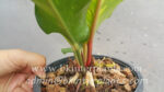 Anthurium 9 Fortune Yellow Variegated - Image 2