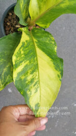 Anthurium 9 Fortune Yellow Variegated
