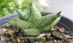 Sansevieria " Super Drafted Bocel " - Image 2