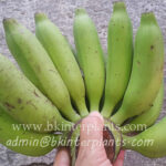 Musa " Kluai Nam Thai "