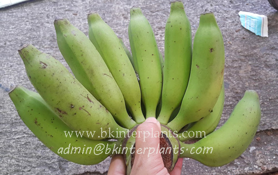 20160629_125422_copy.jpg Musa " Kluai Nam Thai " - Image 1