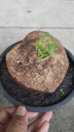 1 Bulb "Stephania Suberosa" - Image 4