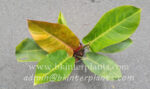 Philodendron Orange Variegated Leaf - Image 2