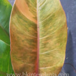 Philodendron Orange Variegated Leaf