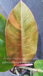 Philodendron Orange Variegated Leaf