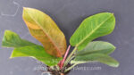 Philodendron Orange Variegated Leaf - Image 6