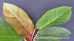 Philodendron Orange Variegated Leaf - Image 4