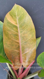 Philodendron Orange Variegated Leaf - Image 5