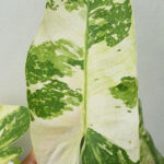 Philodendron Jose Buano Variegated