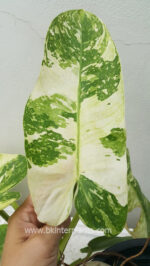 Philodendron Jose Buano Variegated