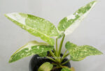 Philodendron Jose Buano Variegated - Image 4
