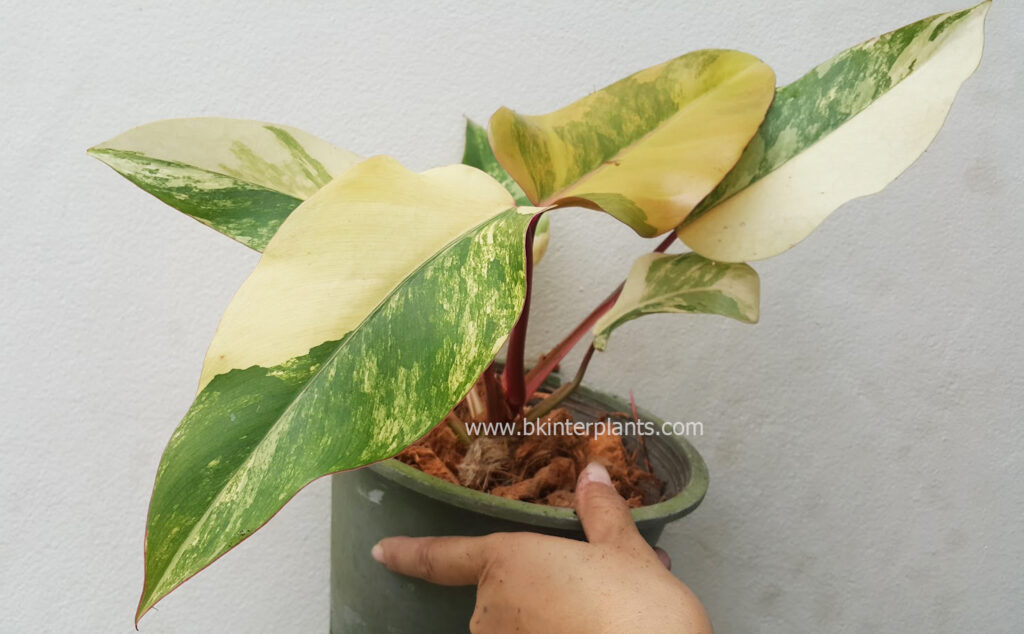 Gorgeous Philodendron Strawberry Shake Variegated with pink and orange marble leaves for sale