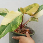 Philodendron Strawberry Shake Variegated