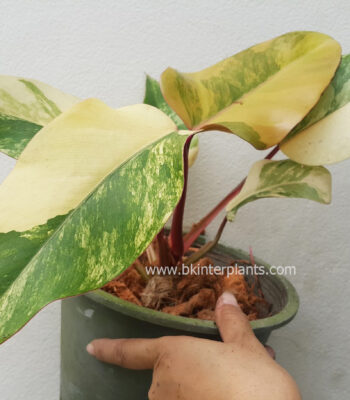 Gorgeous Philodendron Strawberry Shake Variegated with pink and orange marble leaves for sale