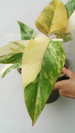 Philodendron Strawberry Shake Variegated - Image 2