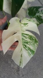5 Plants Monstera Albo Variegated - Image 2