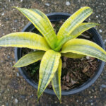 Sansevieria " Siam Gold Yellow Variegated "