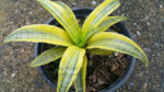 Sansevieria " Siam Gold Yellow Variegated " - Image 4