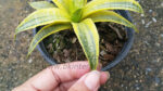 Sansevieria " Siam Gold Yellow Variegated " - Image 3