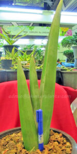 Sansevieria " Lav.24977 " - Image 2