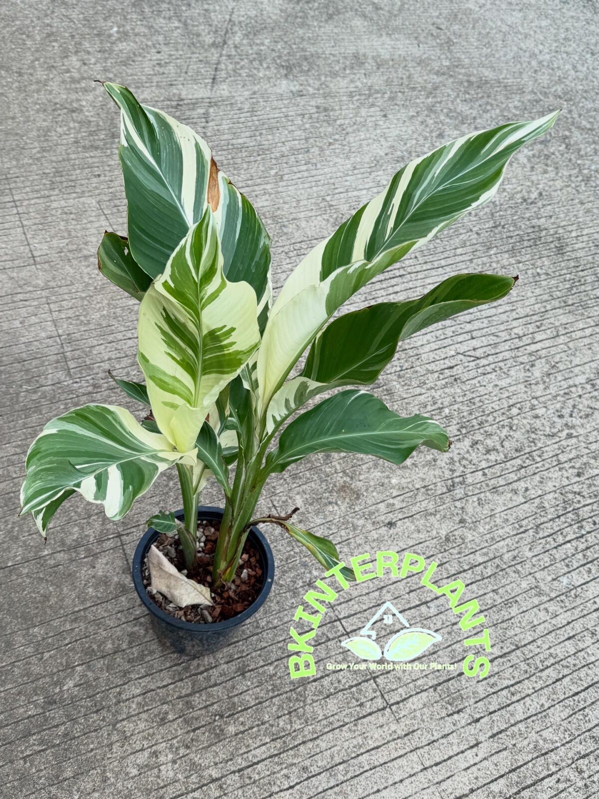 Canna Florida Leaf Variegated - Image 2