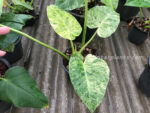 Philodendron Giganteum Blizzard Variegated - Image 5