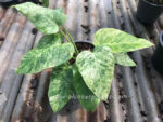 Philodendron Giganteum Blizzard Variegated - Image 4