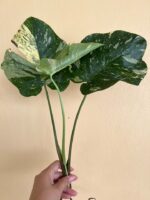 Monstera variegated Thai Constellation size M - Image 2