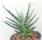 Sansevieria " Francisii " - Image 4