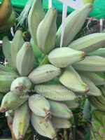 Musa Banana " Hak Muk Nuan " - Image 2