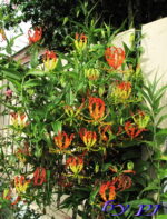 1 Bulb " Gloriosa superba Linn. " - Image 3