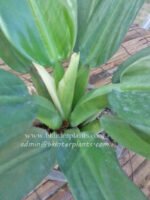 Philodendron Fat Branch - Image 4