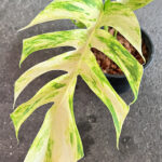 Epipremnum Golden Flame Variegated Size S