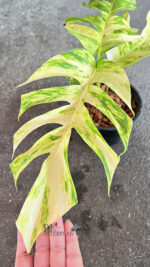 Epipremnum Golden Flame Variegated Size S